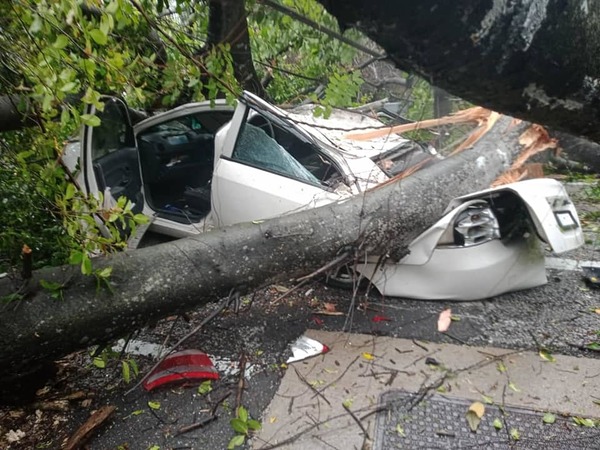 A white Proton Saga trapped under the large uprooted tree on Jalan Travers.