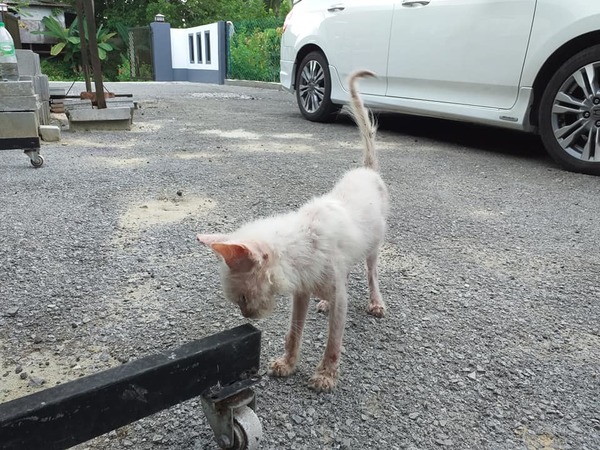 Woman Nurses Sick Stray Cat To Full Health u0026 It Becomes 