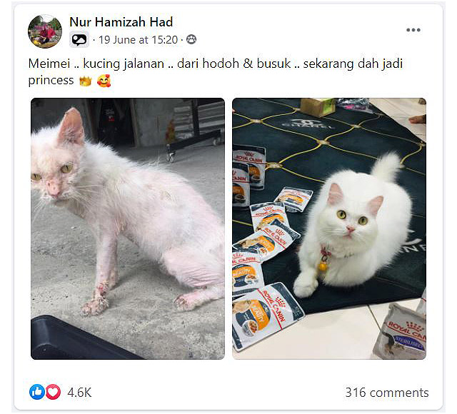 Woman Nurses Sick Stray Cat To Full Health u0026 It Becomes 