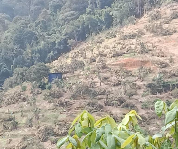 15,000 durian trees in Hutan Simpanan Batu Talam have been cut down by the Pahang State Forestry Department.