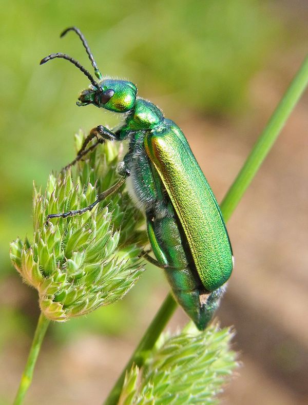 Spanish fly, or Lytta vesicatoria, is an emerald-green beetle in the blister beetle family.