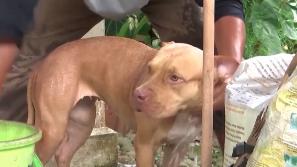 Gledis getting bathed after being rescued from her home in Jakarta.