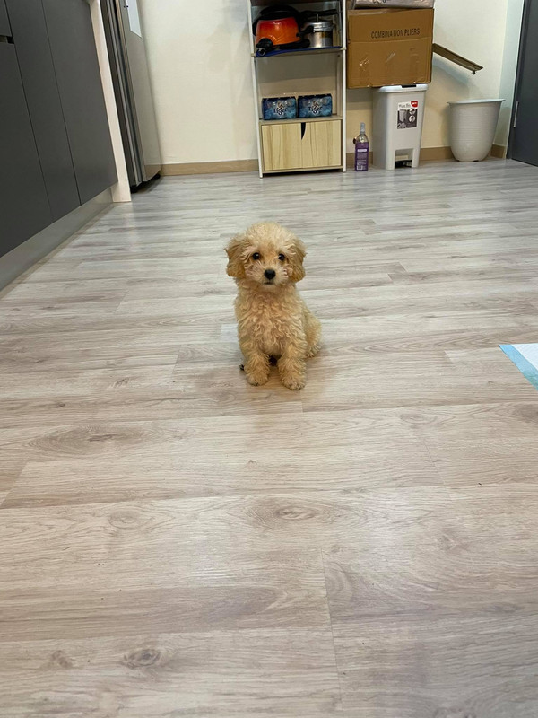 The couple's toy poodle puppy, Peanut.