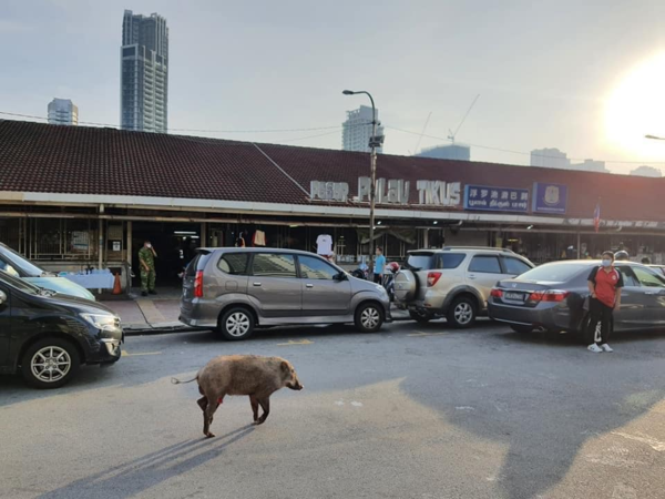 The wild boar spotted outside Pulau Tikus wet market.