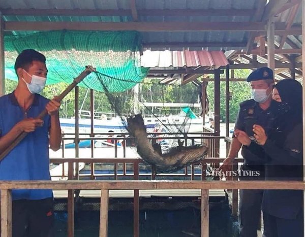 Norasyikin Musa (far right) explains the size of an ikan siakap which weighs almost the same as the one ordered by the customer to one of the KPDNHEP enforcement officers.