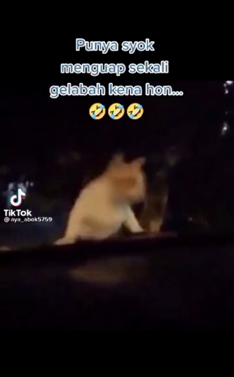 Kucing Menggelabah Kena Hon Ketika Syok Menguap Atas Kereta Ini 