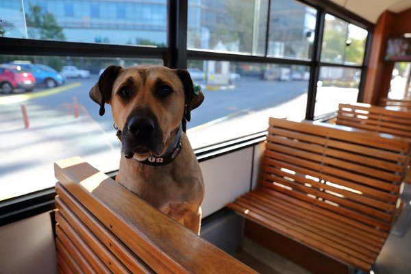 Boji sits on a tram in the Kadıköy district in Istanbul, Turkey, on 5 October.