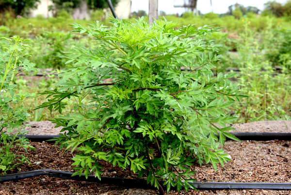 An ulam raja plant.
