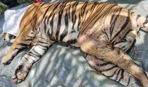 The carcass of the male tiger fatally shot by the Perhilitan rangers.