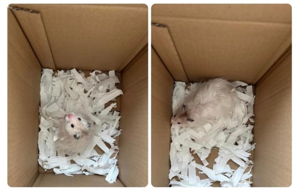 A hamster was found abandoned at a staircase of a building at a residential district in Hong Kong.