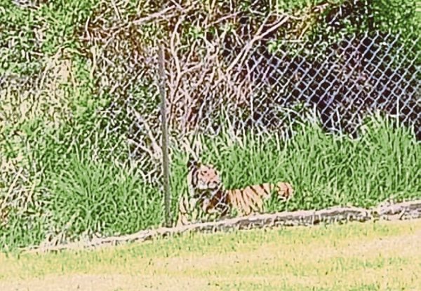 A tiger spotted outside SK Balar's hostel fence in Gua Musang, Kelantan, on 10 January. The tiger was also spotted in Pos Bihai on 14 January.