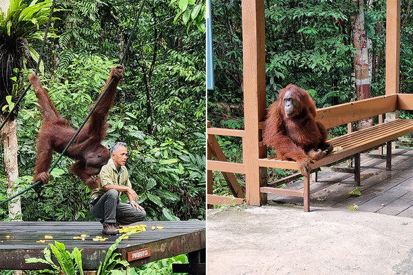 Semenggoh Orangutan Centre kuching sarawak