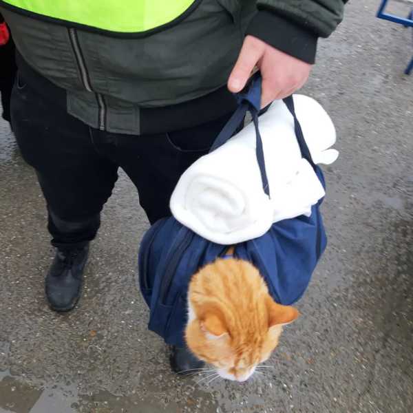 An oyen getting help from an animal rescue organisation in southeast Romania.