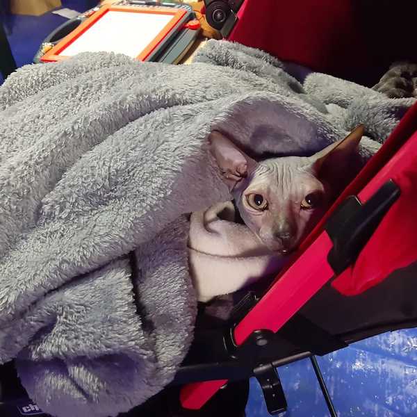 A furry friend all bundled up amid evacuations in southeast Romania.